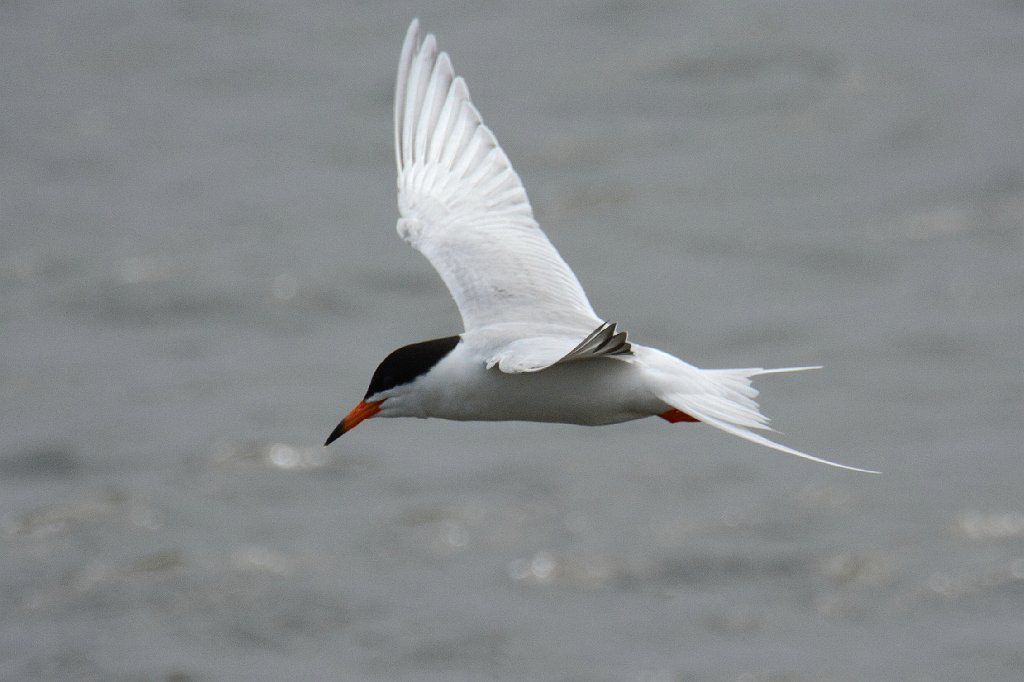 Tern, Forster's, 2014-05152919 Edwin B Forsythe NWR, NJ.JPG - Forster's Tern in flight. Edwin B. Forsythe National Wildlife Refuge, NJ,, 5-15-2014